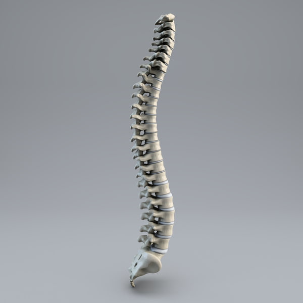 human spine 3d model - Human Spine... by 3d_molier