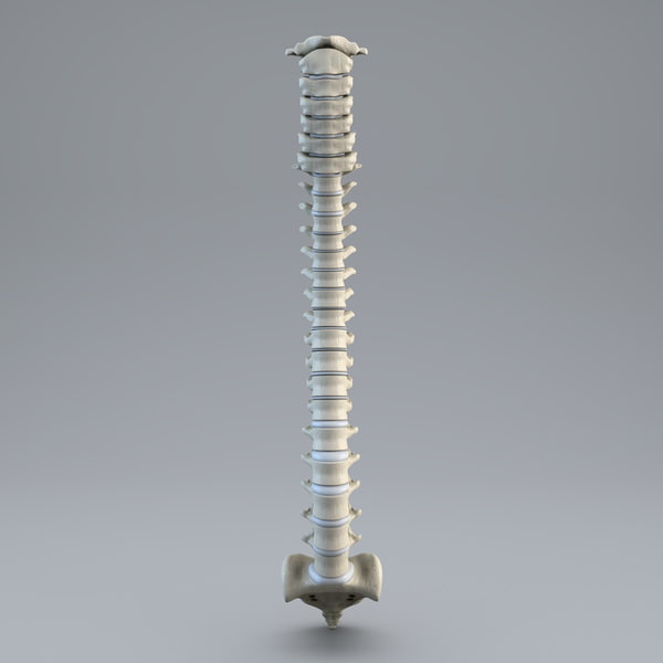 human spine 3d model - Human Spine... by 3d_molier