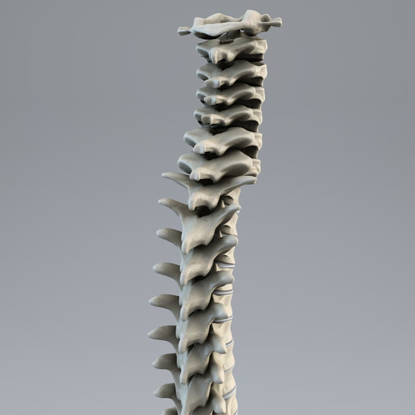 human spine 3d model - Human Spine... by 3d_molier