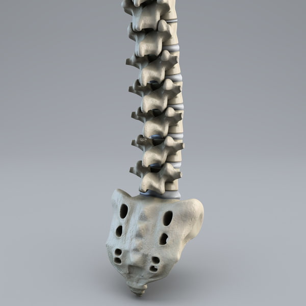 human spine 3d model - Human Spine... by 3d_molier