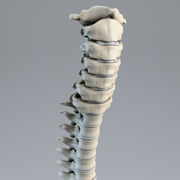 human spine 3d model - Human Spine... by 3d_molier