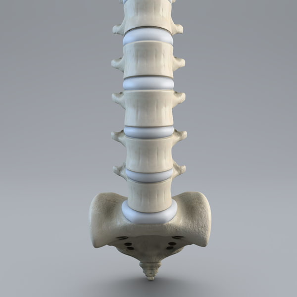 human spine 3d model - Human Spine... by 3d_molier