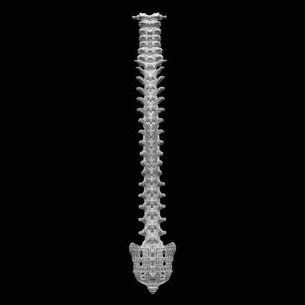 human spine 3d model - Human Spine... by 3d_molier