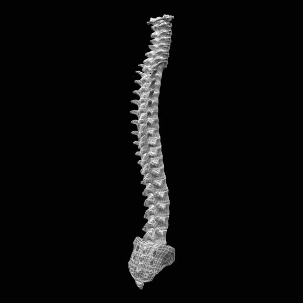 human spine 3d model - Human Spine... by 3d_molier