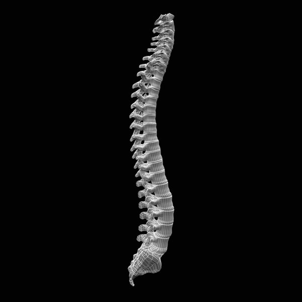 human spine 3d model - Human Spine... by 3d_molier