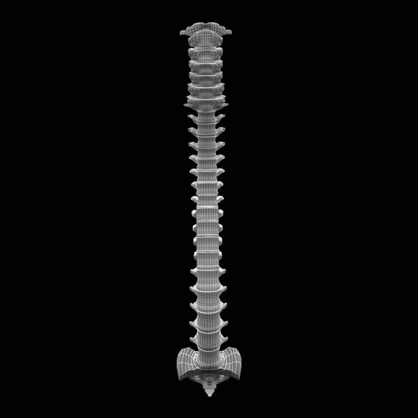 human spine 3d model - Human Spine... by 3d_molier