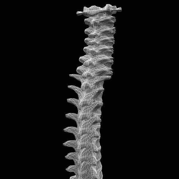 human spine 3d model - Human Spine... by 3d_molier