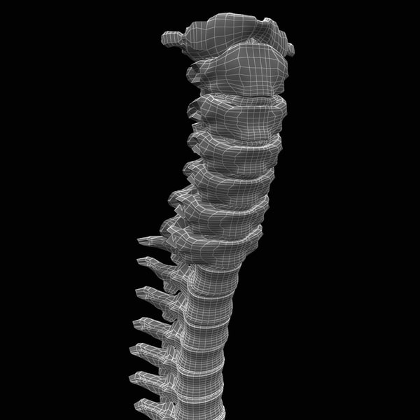human spine 3d model - Human Spine... by 3d_molier