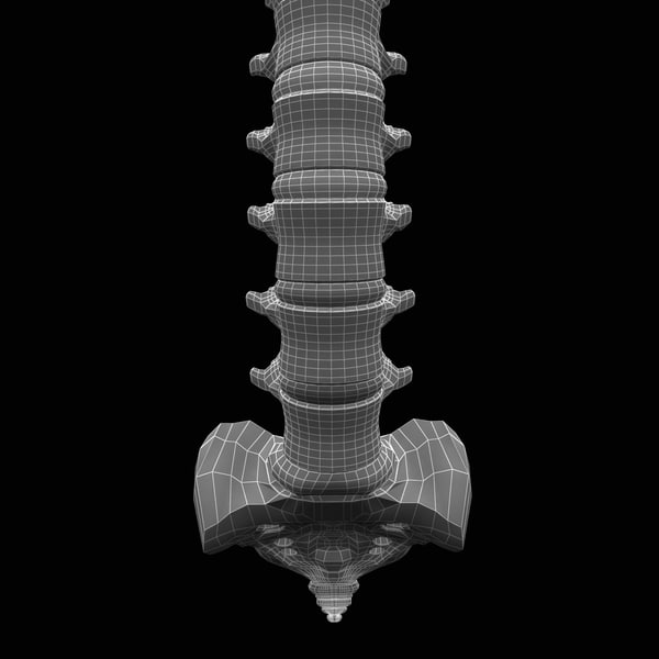 human spine 3d model - Human Spine... by 3d_molier