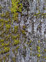 Tree bark 4