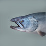 3ds fish salmon