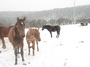 horses group in snowing