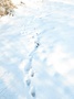 feet traces in snow