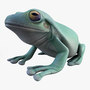 litoria caerulea green tree frog 3d model