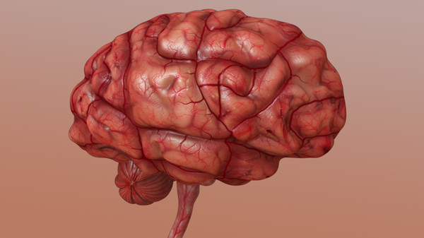brain anatomy 3d obj - Brain... by Activepoly