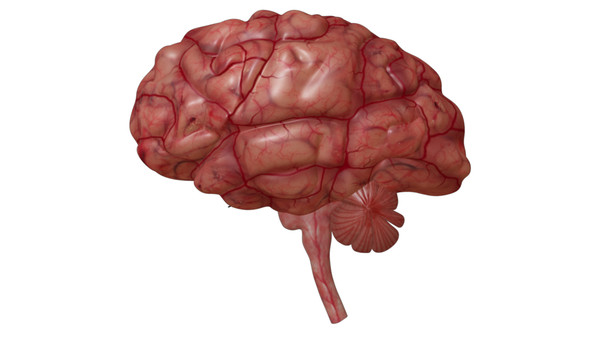 brain anatomy 3d obj - Brain... by Activepoly