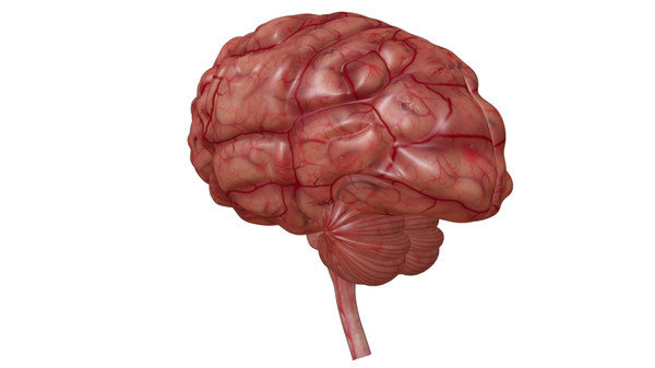 brain anatomy 3d obj - Brain... by Activepoly