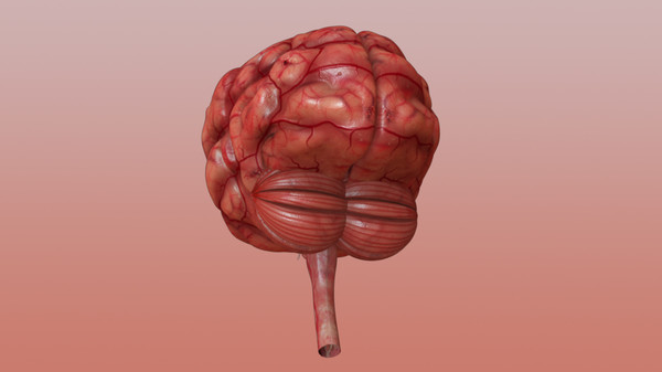brain anatomy 3d obj - Brain... by Activepoly