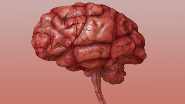 brain anatomy 3d obj - Brain... by Activepoly