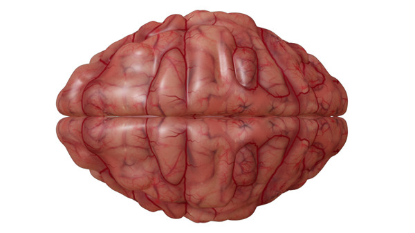 brain anatomy 3d obj - Brain... by Activepoly