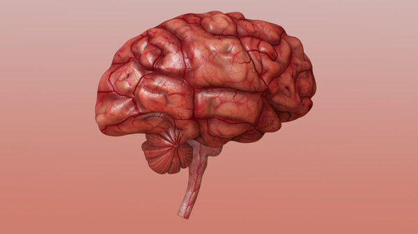 brain anatomy 3d obj - Brain... by Activepoly