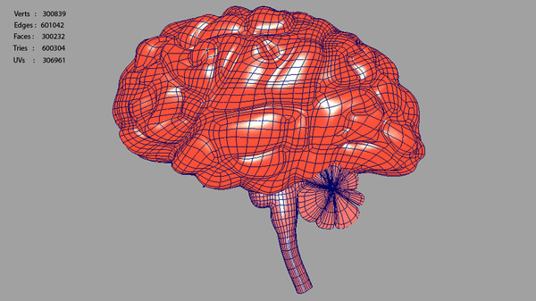 brain anatomy 3d obj - Brain... by Activepoly