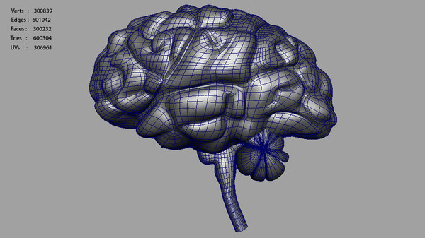 brain anatomy 3d obj - Brain... by Activepoly