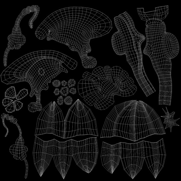 brain anatomy 3d obj - Brain... by Activepoly