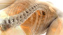 spine stock image