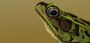 obj frog