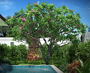 frangipani tree max