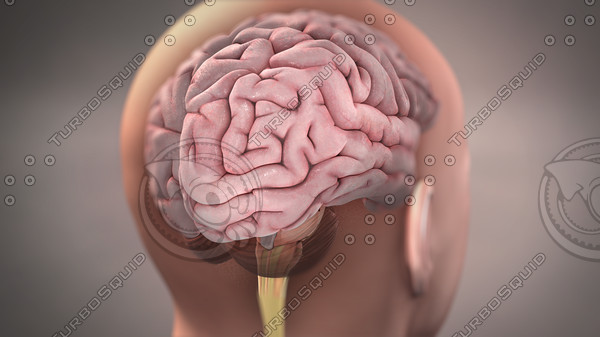 Brain in head male stock image 3D Models