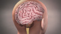Brain in head male stock image