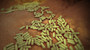 Ecoli Bacteria on surface stock image