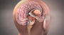 Internal brain anatomy stock image