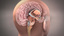 Internal brain anatomy stock image