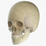 3d skull model