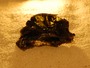 meteorite
