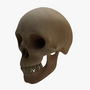 max human skull head