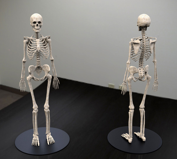 3ds skeleton zbrush 4 - Skeleton... by Leppee