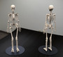 3ds skeleton zbrush 4