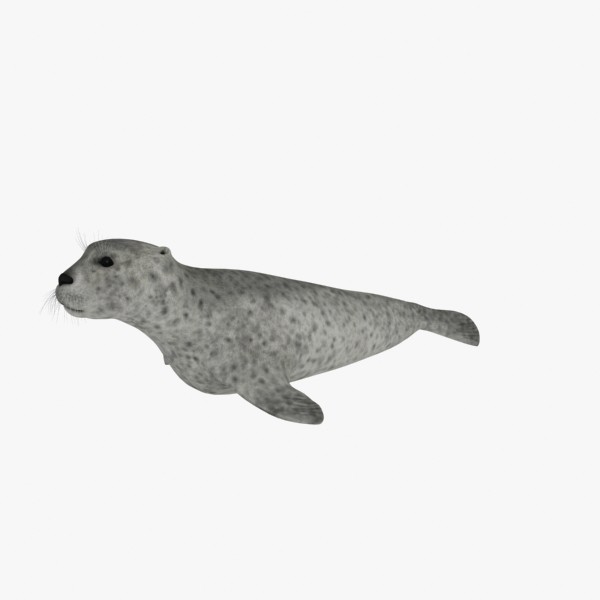 3d harbor sea seal model - Harbor Seal... by 3d_Wanderer