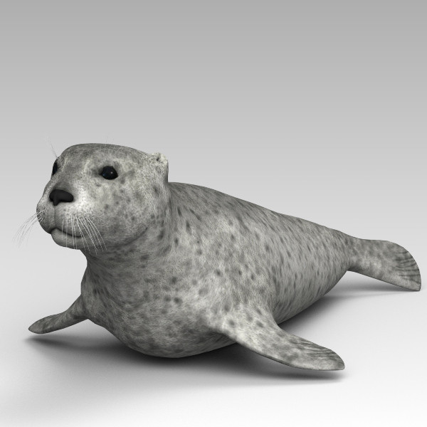3d harbor sea seal model - Harbor Seal... by 3d_Wanderer