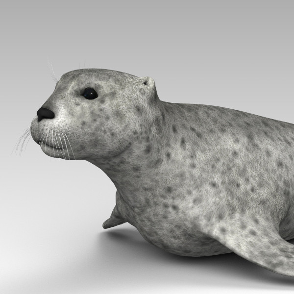 3d harbor sea seal model - Harbor Seal... by 3d_Wanderer