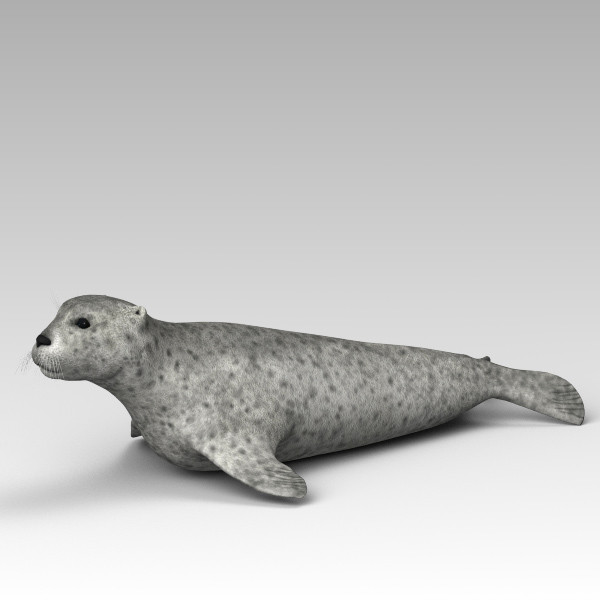 3d harbor sea seal model - Harbor Seal... by 3d_Wanderer