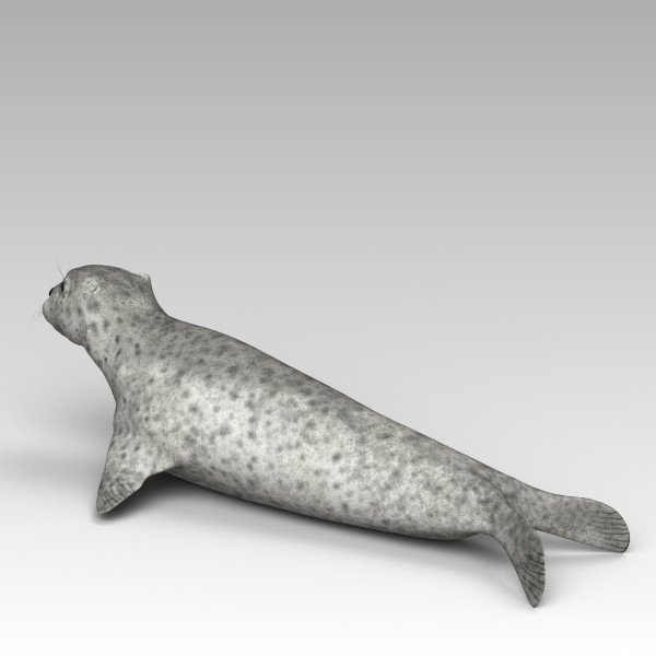3d harbor sea seal model - Harbor Seal... by 3d_Wanderer