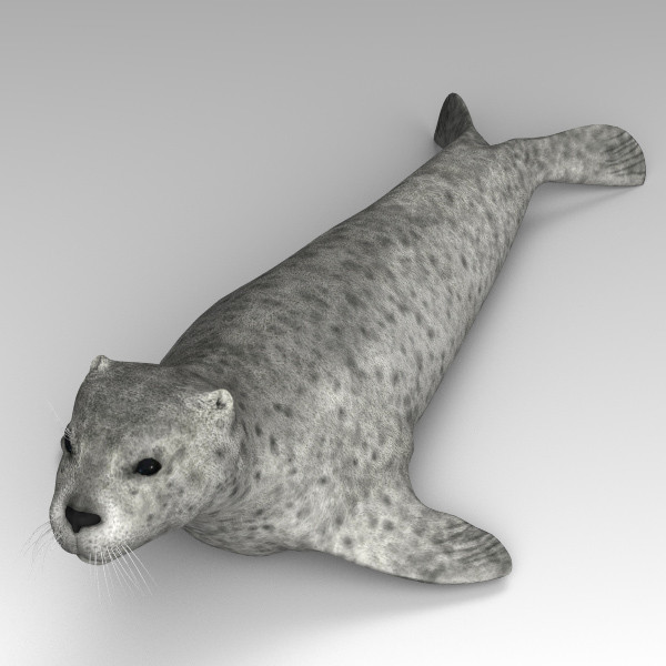 3d harbor sea seal model - Harbor Seal... by 3d_Wanderer