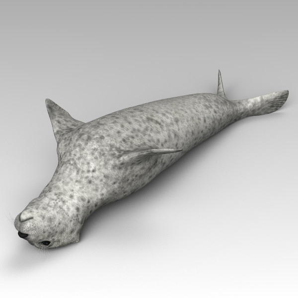 3d harbor sea seal model - Harbor Seal... by 3d_Wanderer