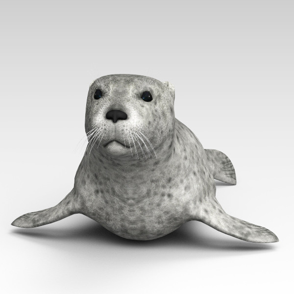 3d harbor sea seal model - Harbor Seal... by 3d_Wanderer