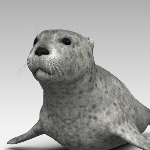 3d harbor sea seal model - Harbor Seal... by 3d_Wanderer